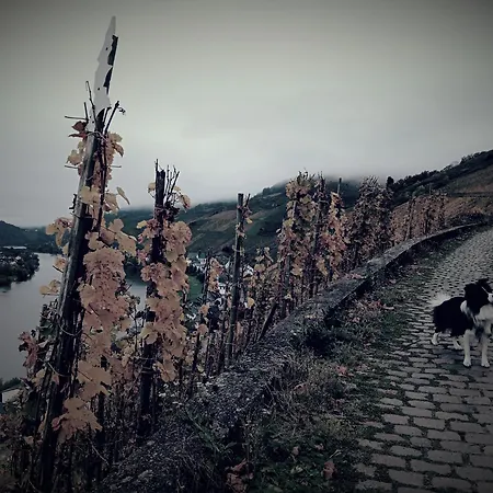 Mosel-refugium Nr 5 בית נופש