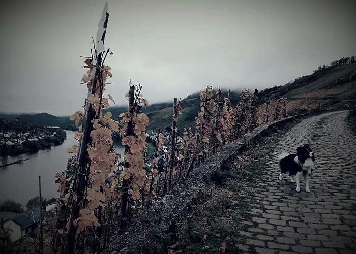 Mosel-refugium Nr 5 בית נופש